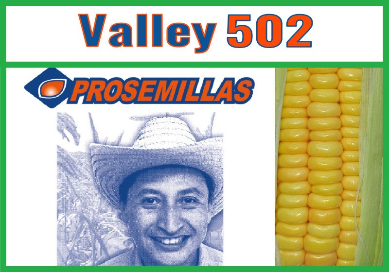 Valley 502